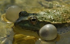 Frogs With No Tadpole Stage Evolution Surprise Scientists