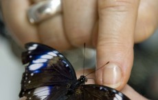 Genetic Mutation Noticed in Three Generations of Butterflies