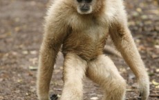 Gibbons Can Ape Soprano Singers Pitch