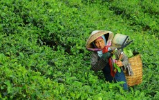 Food Harvest