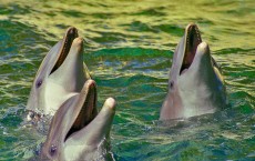 Dolphins