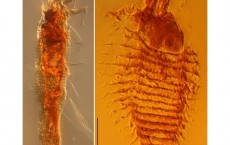 Ancient Insects Found in Amber Reveal Evolution of Mites