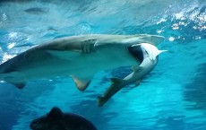 Female Shark Eats Male Shark At Aquarium In Seoul