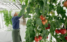 Tomato Plant