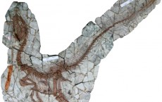 Fossilized Remains of Dinosaurs Indicate They Fed on Flying Food