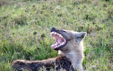 Microbes Residing in Hyena Help in Clan Communication