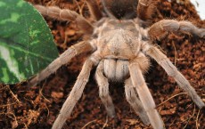 Tarantula