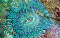 Sea anemones