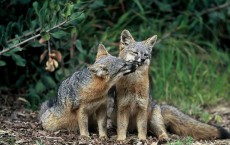 Island Fox