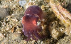 Stubby Squid