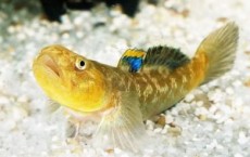 Aggressive strategy Used By Small Male Fish to Potect their Eggs