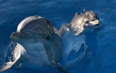 Dolphin Gives Birth At Six Flags Animal Discovery Park