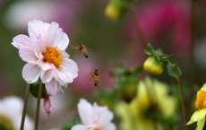 Major Drought Impacts California Flower Industry