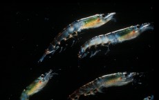 Antarctic Krill