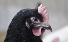 Size of Hen’s Comb Associated with Ability to Lay More Eggs