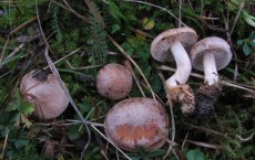 New Danish Fungal Specie Discovered