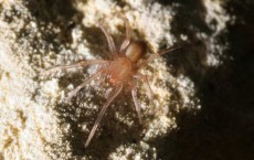 Endangered Specie of Spider Traced Northwest San Antonio 