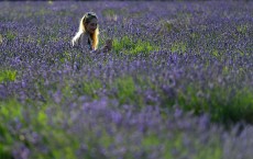 Lavender Harvest In The Surrey Countryside 