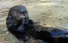 River Otter in Kalama River