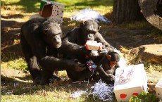 Animals Celebrate Christmas At Taronga Zoo