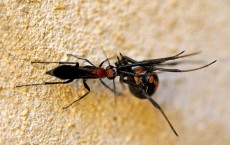 Long Forgotten Wasp Holds Key to Control of Annoying Redback Spiders