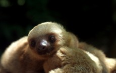 Baby Sloth