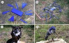 Western Scrub Jays Hold Funerals For Their Dead: Bird Study