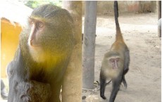 A New Species Of Monkey Has Been discovered