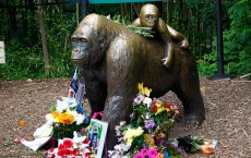 Controversy Rages After Shooting Death Of Endangered Gorilla At Cincinnati Zoo