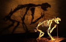 Thylacoleo skeleton in Naracoorte Caves.jpg