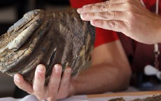 Woolly Mammoth Tooth Found by Construction Crew