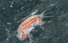 Arctic Crustaceans Use Currents, Deep-Water Migration to Survive Sea Ice Melts: Study