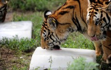 Tigers Enjoy Ice Blocks In Shenyang