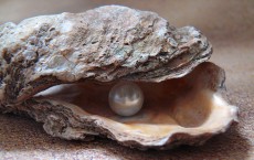 Oyster Pearl