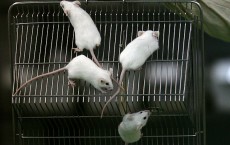 Rats And Mice In A Medical School Laboratory