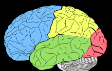 different regions of the brain