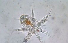 Lobster Larvae