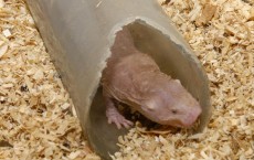 Naked Mole Rats’ Acidic Survival Gives Clues on Developing Tolerance to Hostile Environment  