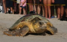 Loggerhead Turtle