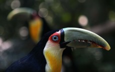 3D printing helps toucan restore its beak. 