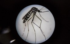 World's Largest Mosquito Factory Aims To Prevent Zika