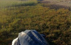 Male Leatherback Sea Turtle Rescued 