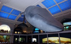 New Ocean Exhibit Set To Reopen In New York