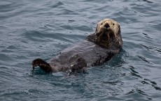 Sea Otter