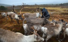 The Cairngorm Reindeer Herd, Britain's Only Reindeer Herd Prepare For Christmas