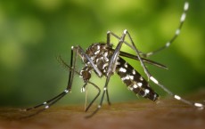 Mosquito Feeding on Human Blood