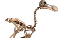 Rare Complete Skeleton Of Extinct Dodo Bird To Go Under Hammer In November