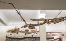 Auckland War Memorial Museum, Pterosaur 2016-01-21.jpg