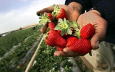 Farmers Harvest Strawberry