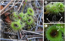 Biologists Describe Capture Mechanism of Sundew